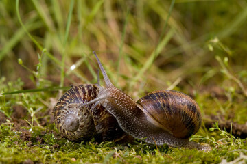 Brown garden snail, Brown gardensnail, Common garden snail, European brown snail (Cornu aspersum, Helix aspersa, Cryptomphalus aspersus, Cantareus aspersus), creeping, Sardinia, Italy