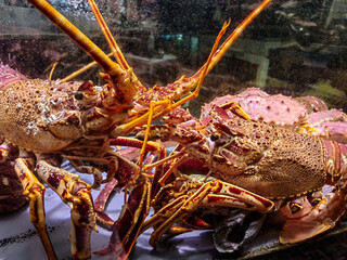 Close up of a bunch of lobster underwater fresh and alive.