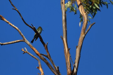 rainbow bee eater