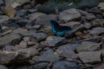Beautiful black and blue butterly sitting by the rocks near a waterfall