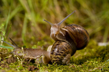 Brown garden snail, Brown gardensnail, Common garden snail, European brown snail (Cornu aspersum, Helix aspersa, Cryptomphalus aspersus, Cantareus aspersus), creeping, Sardinia, Italy