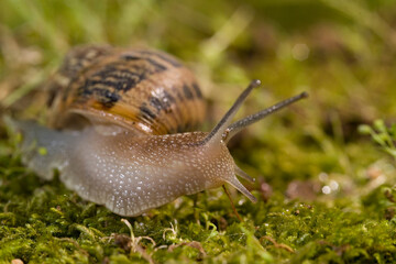 Brown garden snail, Brown gardensnail, Common garden snail, European brown snail (Cornu aspersum, Helix aspersa, Cryptomphalus aspersus, Cantareus aspersus), creeping, Sardinia, Italy