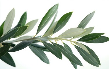 Fototapeta premium Artistic Arrangement of Olive Leaves in Minimalist Style on White Background
