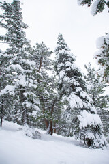 Fototapeta premium snow covered pines in early Colorado spring