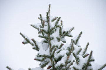 snow covered pines in early Colorado spring