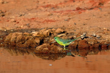 parrot