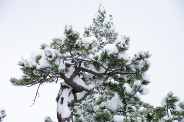snow covered pines in early Colorado spring