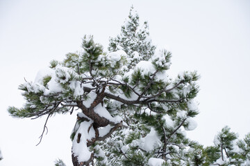 snow covered pines in early Colorado spring