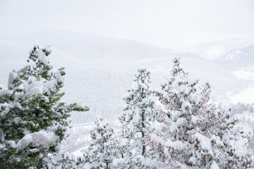snow covered pines in early Colorado spring