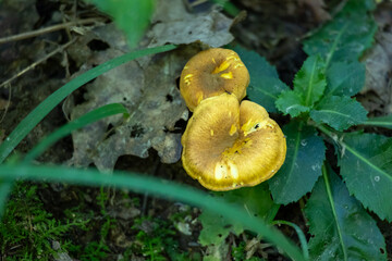 Wild mushrooms growing in the middle of different woods