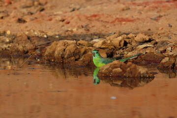 parrot