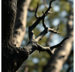 Fototapeta premium dead tree branches