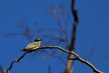 rainbow bee eater