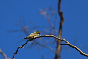 rainbow bee eater