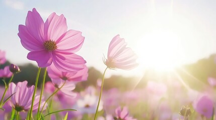 Fototapeta premium Pink Cosmos Flowers Blooming In Sunny Field
