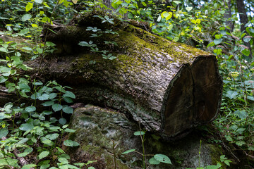 Wooded scene near elephant rock state park