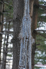 겨울철 나무에 남은 하얀 송진 흔적