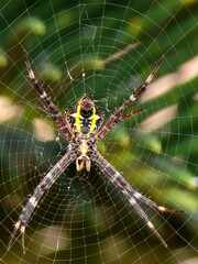 Argiope anasuja is a species of spider belonging to the family Araneidae. This species is also part of the genus Argiope and the order Araneae. The scientific name of this species was first published 