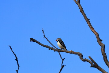 diamond firetail