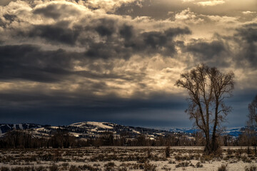 Storm clouds & lone cottonwood tree; Grand Teton NP; Wyoming