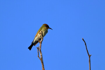 rainbow bee-eater