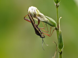 Leptocorisa oratorius on Asystasia gangetica flowers