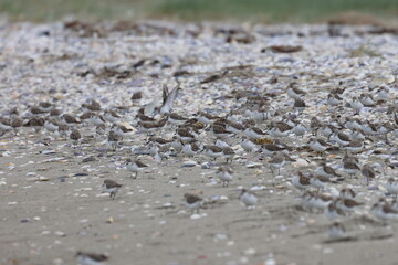 shorebirds