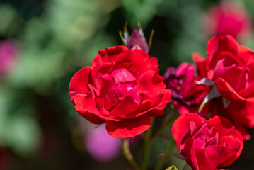 ぎふワールドローズガーデン