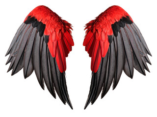 Obraz premium 赤と黒の翼。白背景。（black & red wings on white background.） 