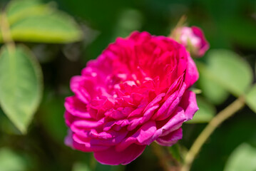 ぎふワールドローズガーデン