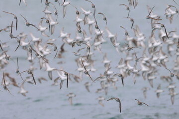 shorebirds