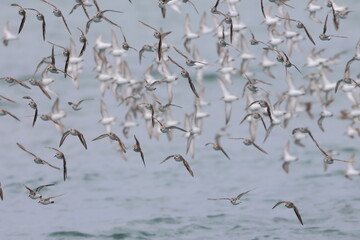 shorebirds
