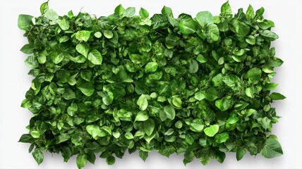 Obraz premium Lush Green Foliage Wall with Diverse Leaf Shapes and Textures