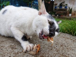 Fototapeta premium white and black cats are eating salted fish on the road