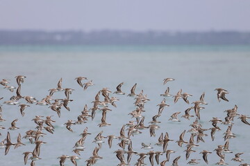 shorebirds