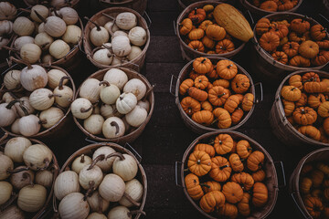 Colorful fall pumpkins, pumpkin season, fall, fall vibes, autumn colors