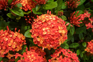 Ixora coccinea commonly known as the Scarlet Jungleflame, red flowers.