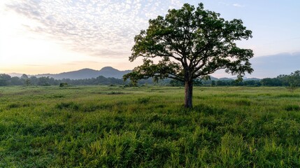 Fototapeta premium Sunrise over grassy field with lone tree and mountains