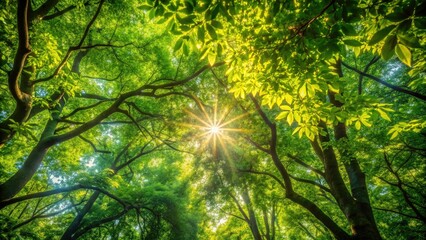 Fototapeta premium Dense foliage of trees with sunlight filtering through leaves in dappled patterns, canopy, overcast sky, undergrowth, leafy, forest