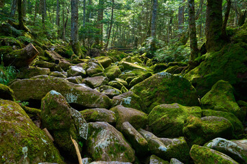 長野県茅野市の唐沢鉱泉から八ヶ岳(天狗岳)黒百合平に向かう登山道の苔むした岩