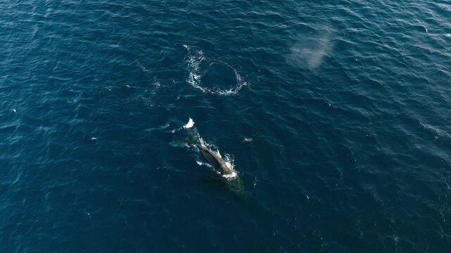 Aerial drone footage of Humpback whales in the ocean