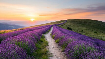 Obraz premium A scenic lavender field at sunset, with vibrant purple flowers lining a winding path leading to rolling hills.