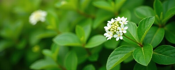 Fragrant foliage and white flowers on a shrub, labrador tea, nature