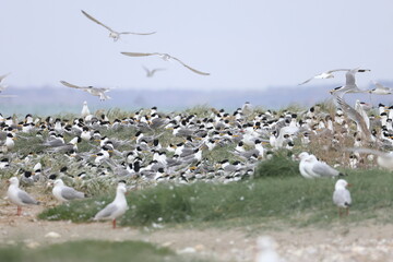 Fototapeta premium shorebirds