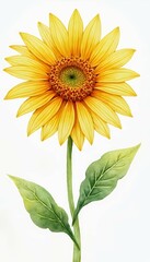 Obraz premium background illustration watercolor sunflower png floral summer flower watercolor illustration sunflower leaf nature isolated design background yellow sun plant green blossom bright botanical white