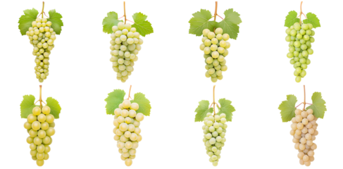 Collection of various white grapes like Chardonnay, Riesling, showcasing their soft, translucent appearance isolated on white transparent background PNG set
