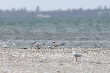 shorebirds