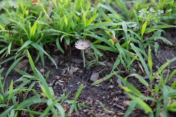 Wild mushrooms growing in the middle of different woods