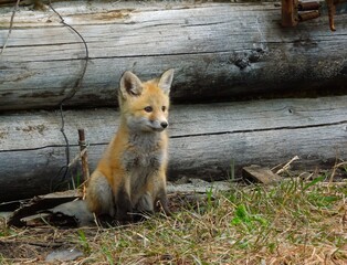 Red Fox Kit (Vulpes vulpes) in Cooke City, Montana