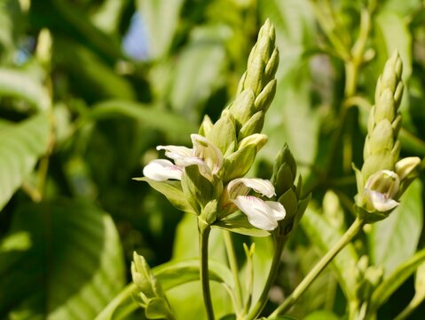 Flowering of Malabar nut, adulsa, adhatoda, vasa or vasaka (Justicia adhatoda), Greece